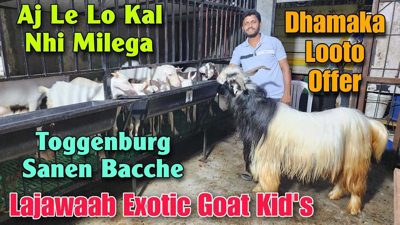 2025 Toggenburg Sanen Goat Kids At TAUFIQUE BHAI | Saste Exotic Palne Wale Bakre In Pune 