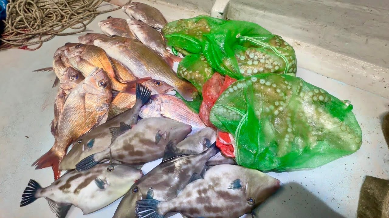 大晦日の漁！獲れた魚を市場に全部出荷！まさかの売り上げに⁉