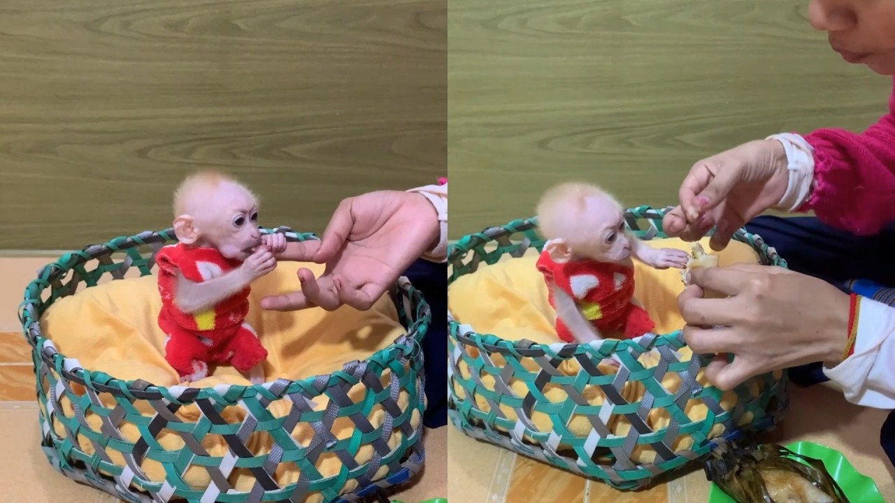 Cozy Basket Snack! 🧺 Hand-Feeding My Tiny Baby Monkey