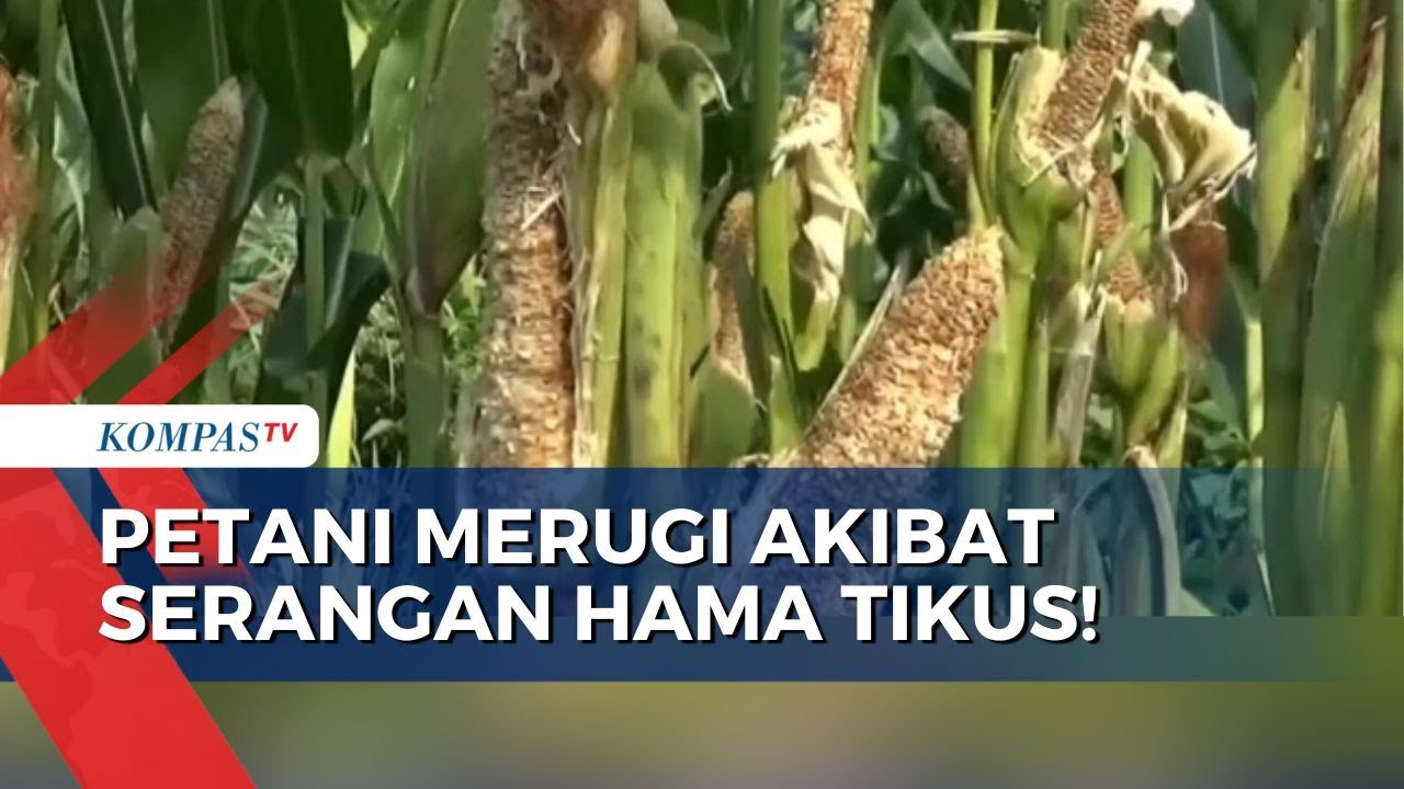 Hama Tikus Serang Tanaman Jagung, Petani di Ngawi Merugi