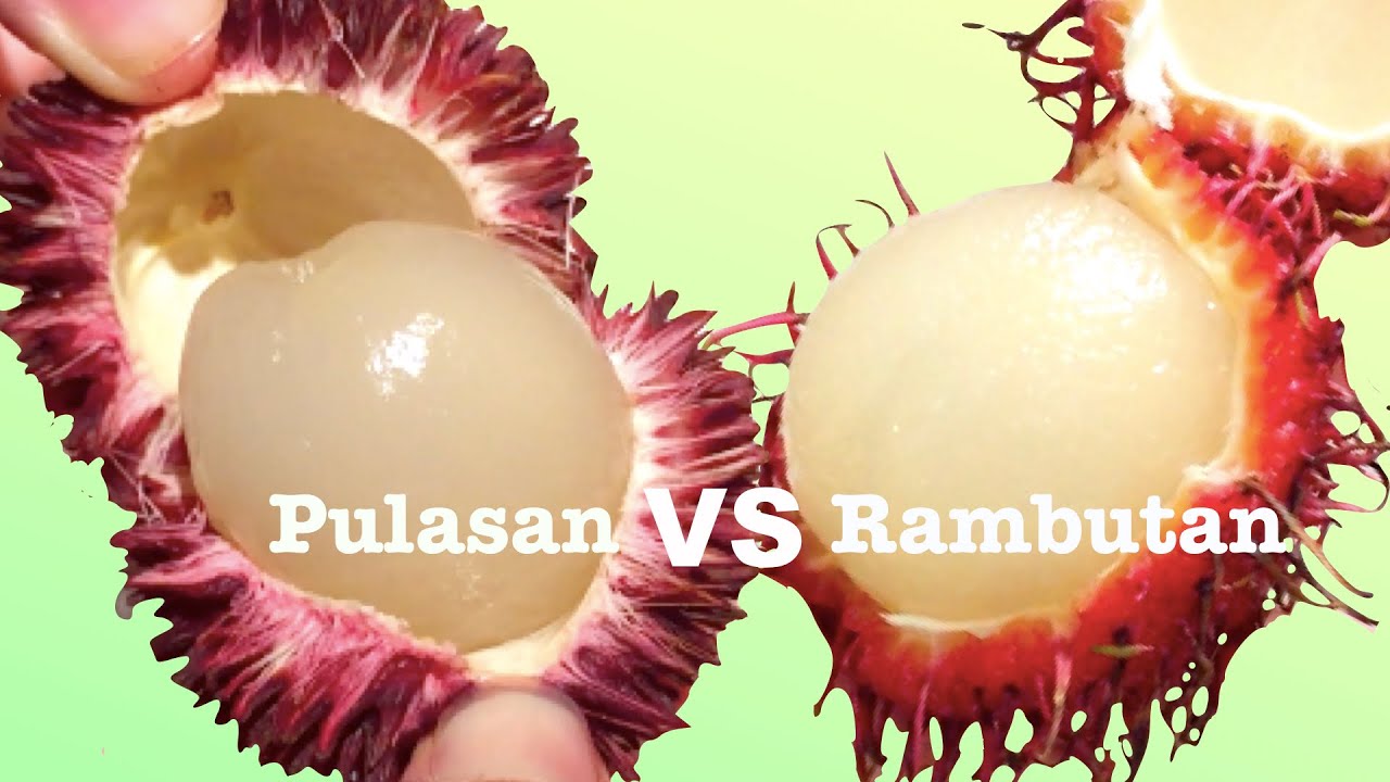 Pulasan vs Rambutan: How are they different?