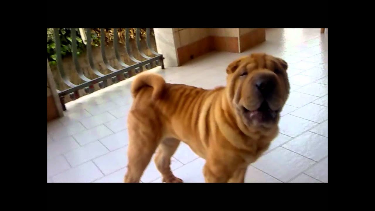 Shar Pei