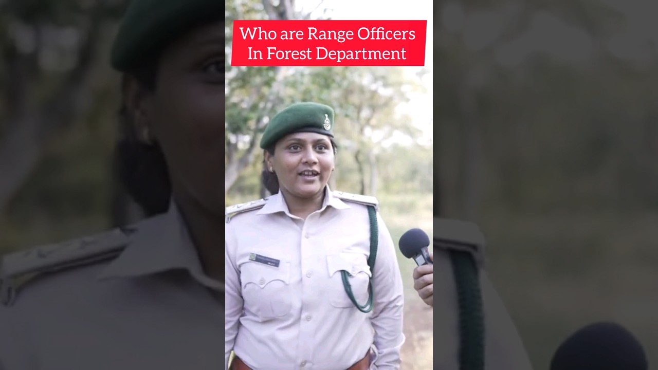Who are Forest Rangers?