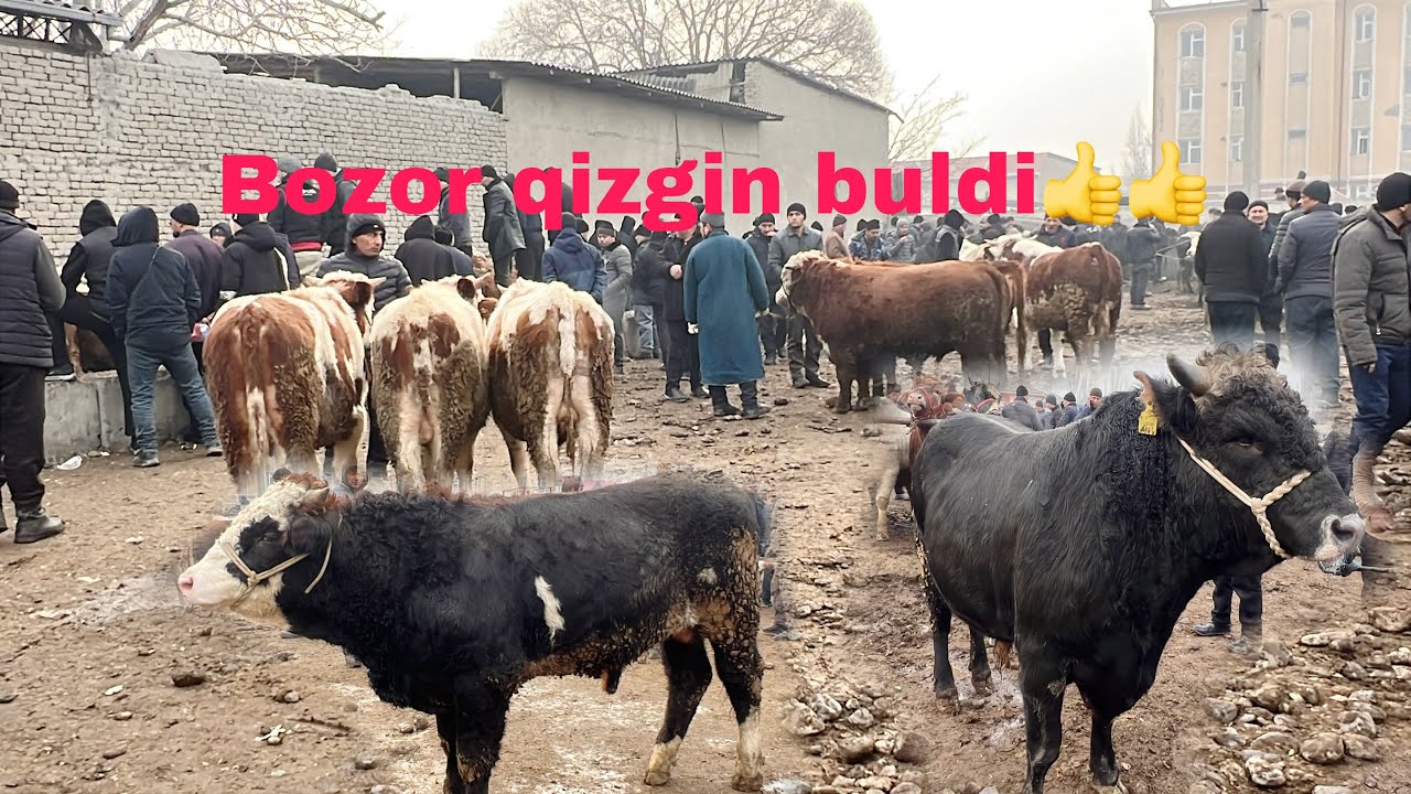 Buvayda Yangiqorgon molbozori buqalar narxi.
