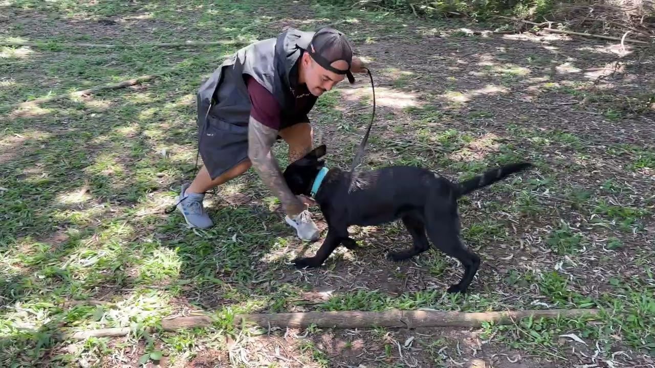 COMO ENSINAR O COMANDO LARGA PARA O CÃO - Passo a passo inicial