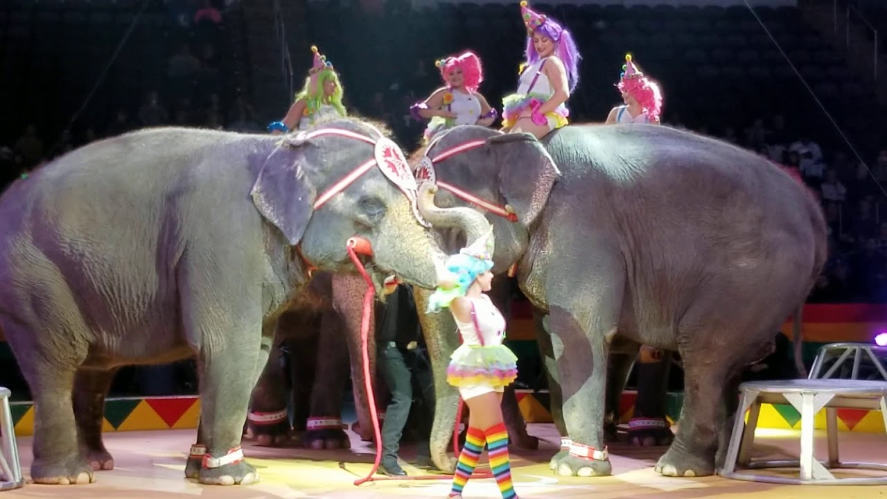 Ten Elephants at 2019 Hadi Shrine Circus with Tim Frisco, Habib Omar and Armando Loyal