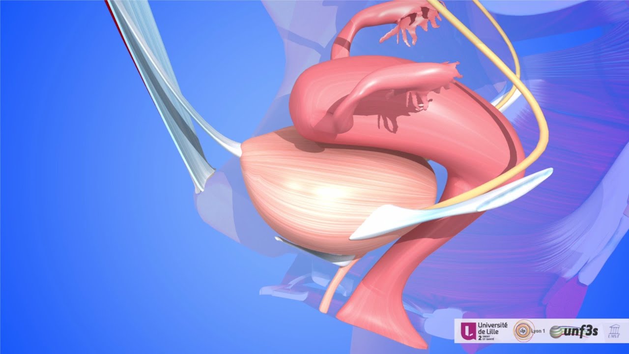 The ligaments of the female pelvic cavity