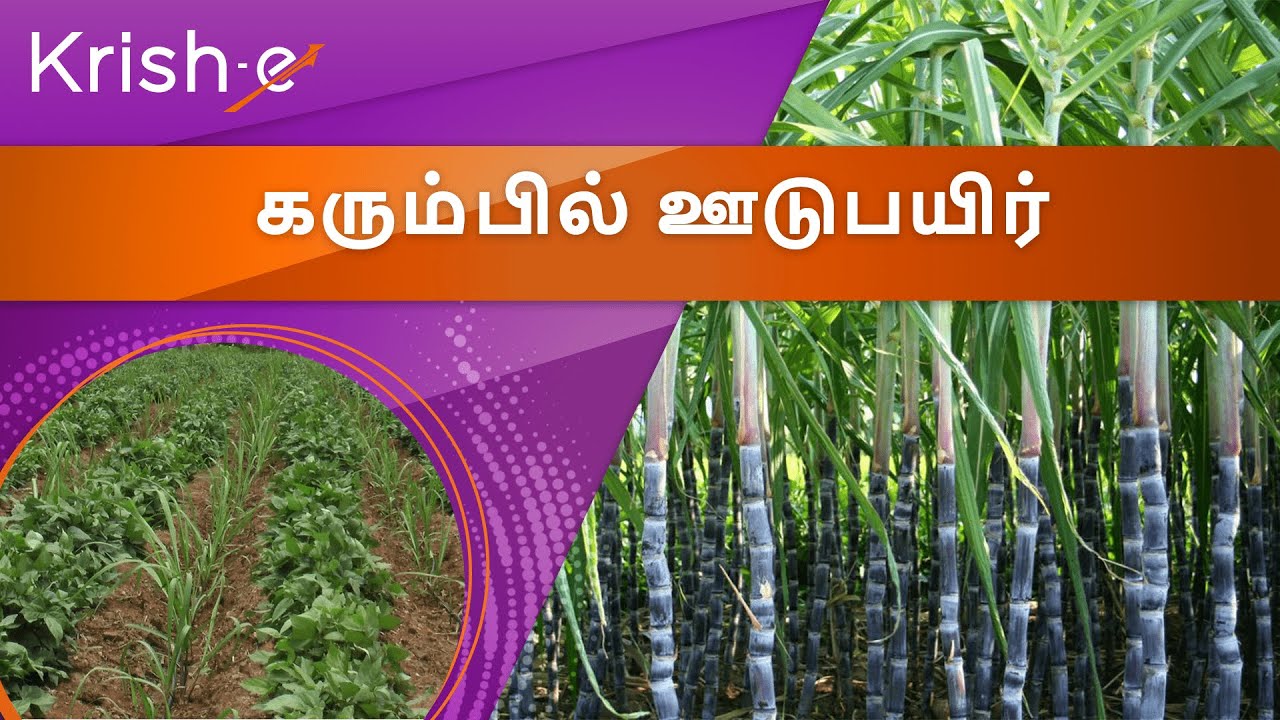 கரும்பில் ஊடுபயிர் | Intercropping in sugarcane