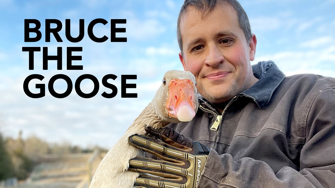 Meet Bruce. Bruce the Goose.