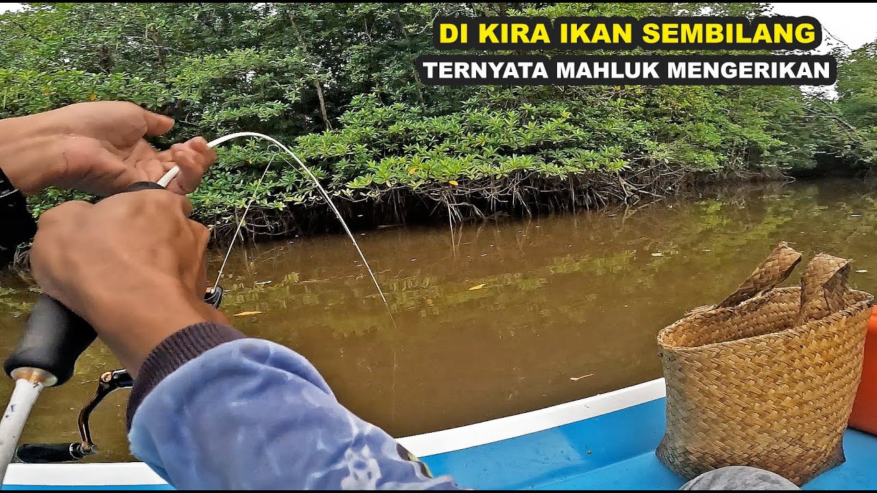Mancing Ikan Sembilang