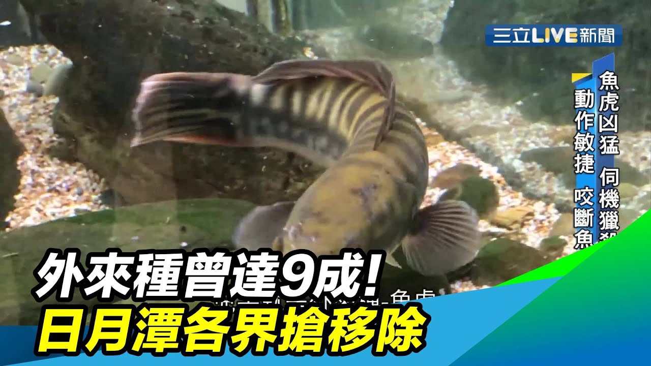 外來種曾達9成！捕、釣、射、吃　日月潭各界搶移除｜三立新聞台