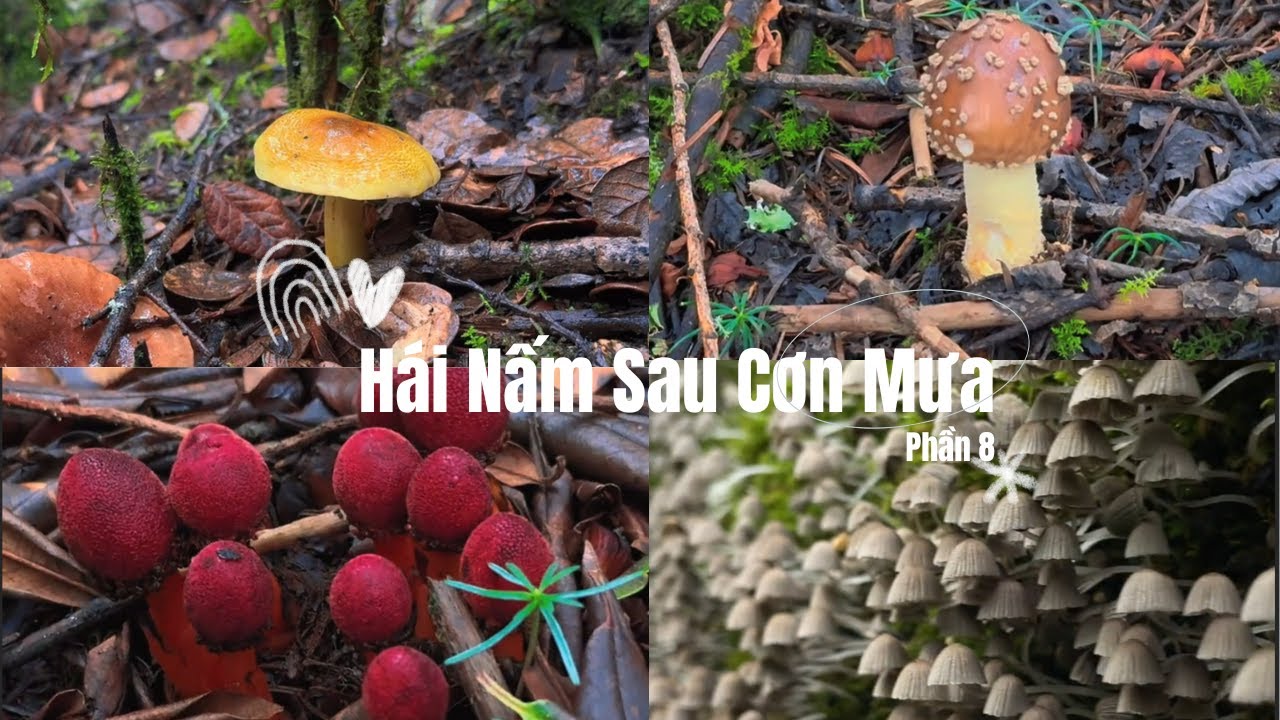 H&aacute;i Nấm Sau Cơn Mưa Phần 8 | Gặp Nấm Độc Tử Thần V&agrave; Nấm Hồi Xu&acirc;n Tr&ecirc;n N&uacute;i 🌧🍄 #foraging #hainam