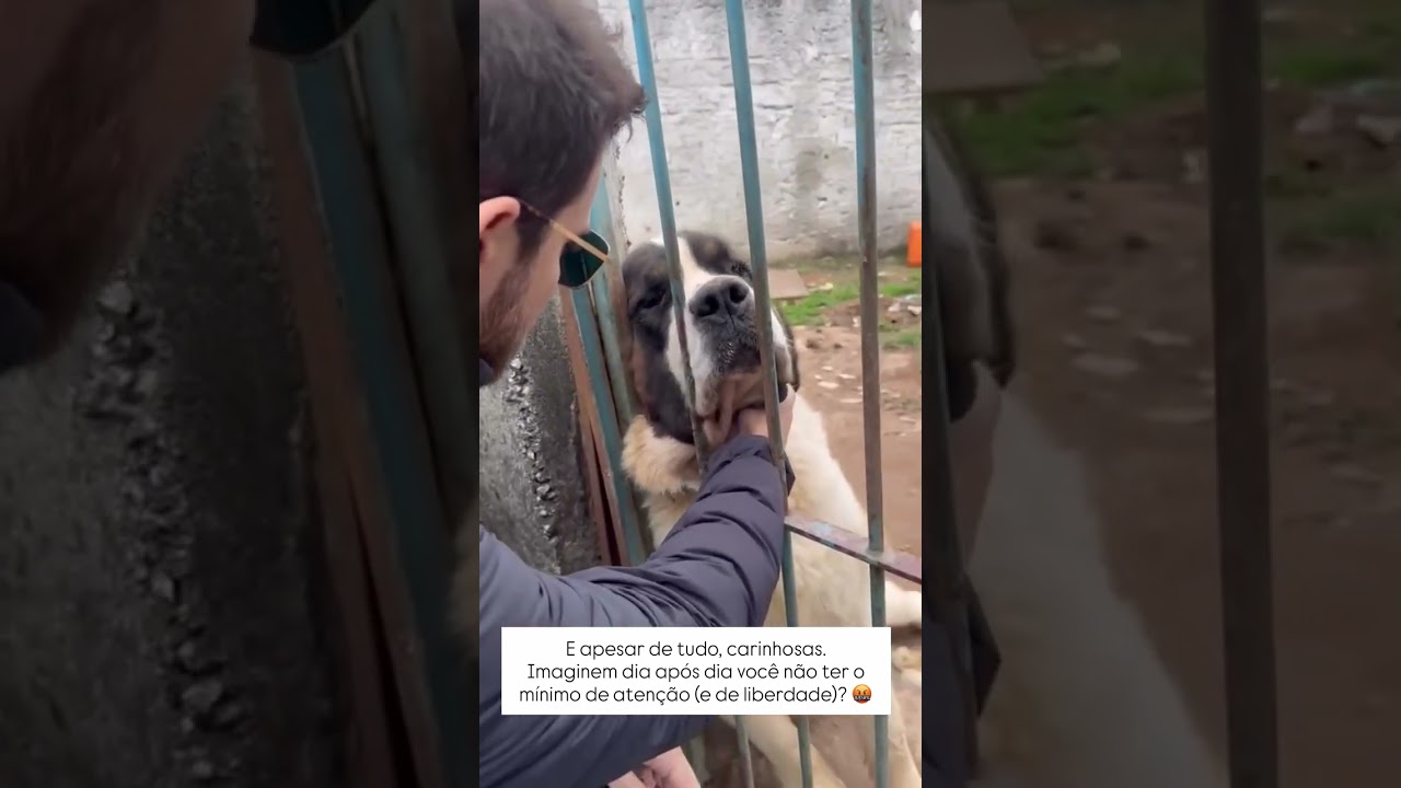 Apesar de tudo, elas s&atilde;o carinhosas
