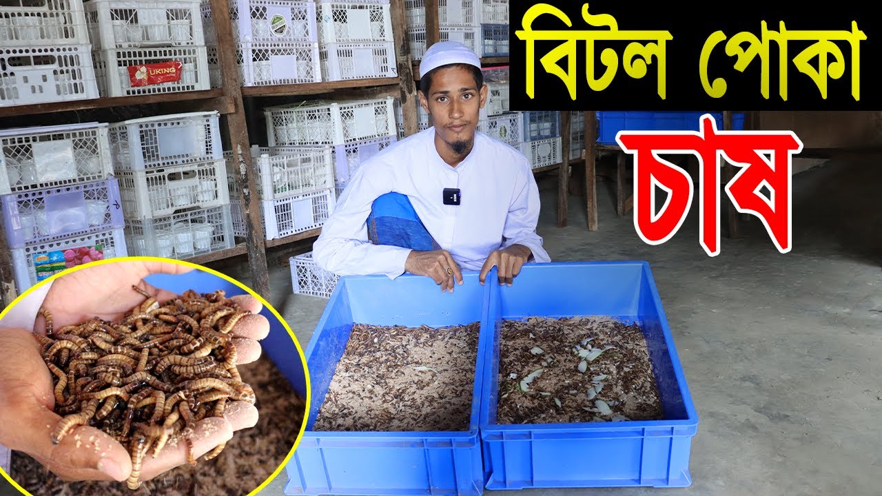বিদেশি বিটল পোকা চাষ পদ্ধতি। হাঁসের, মুরগির এবং গরুর প্রোটিন যুক্ত খাবার বিটল পোকা।Bitol Poka