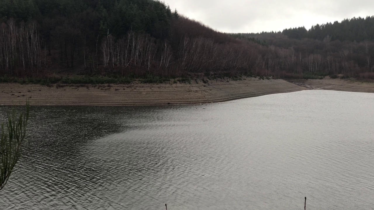 Schwimmende Wildschweine im Hürtgenwald Wehetalsperre Teil2 (4K)