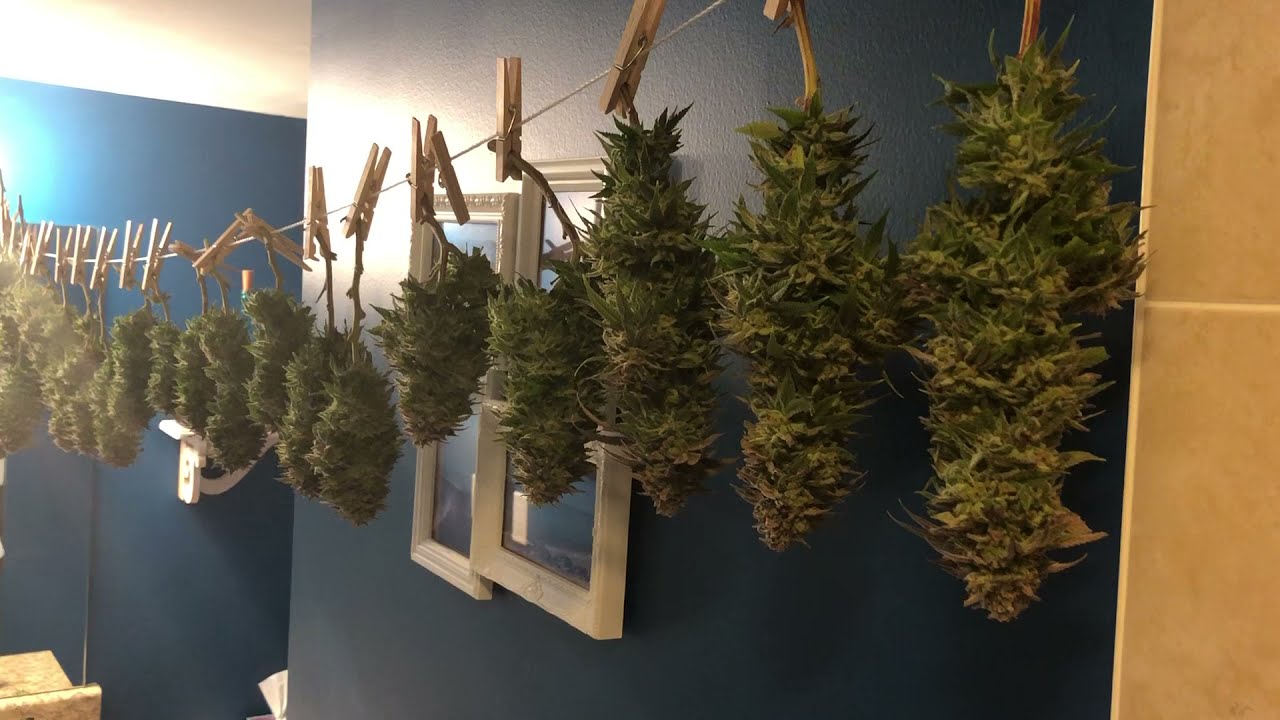 Pink Lemonade Harvest