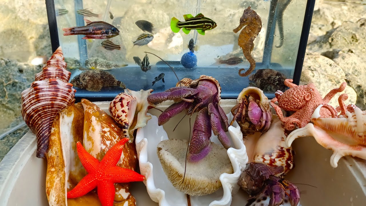 Menemukan Kelomang dan Ikan Hias Laut, Kepiting, Keong, Siput, Gurita, Kerang, Lobster, Kuda laut