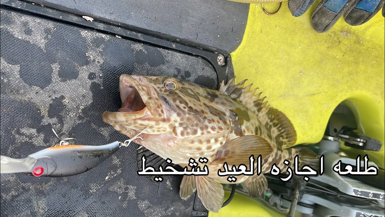 وراح التارقت 😭😭. Live bate troling for king fish