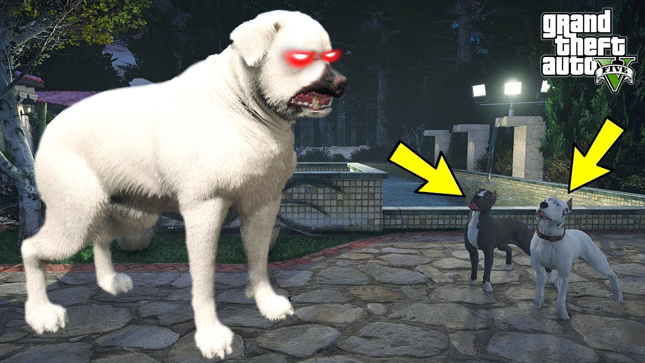 YAVRU PİTBULL VE ABİSİ ESKİ ARENALAR FATİHİ BEYAZ ÖLÜM'LE DÖVÜŞÜYOR! - GTA 5