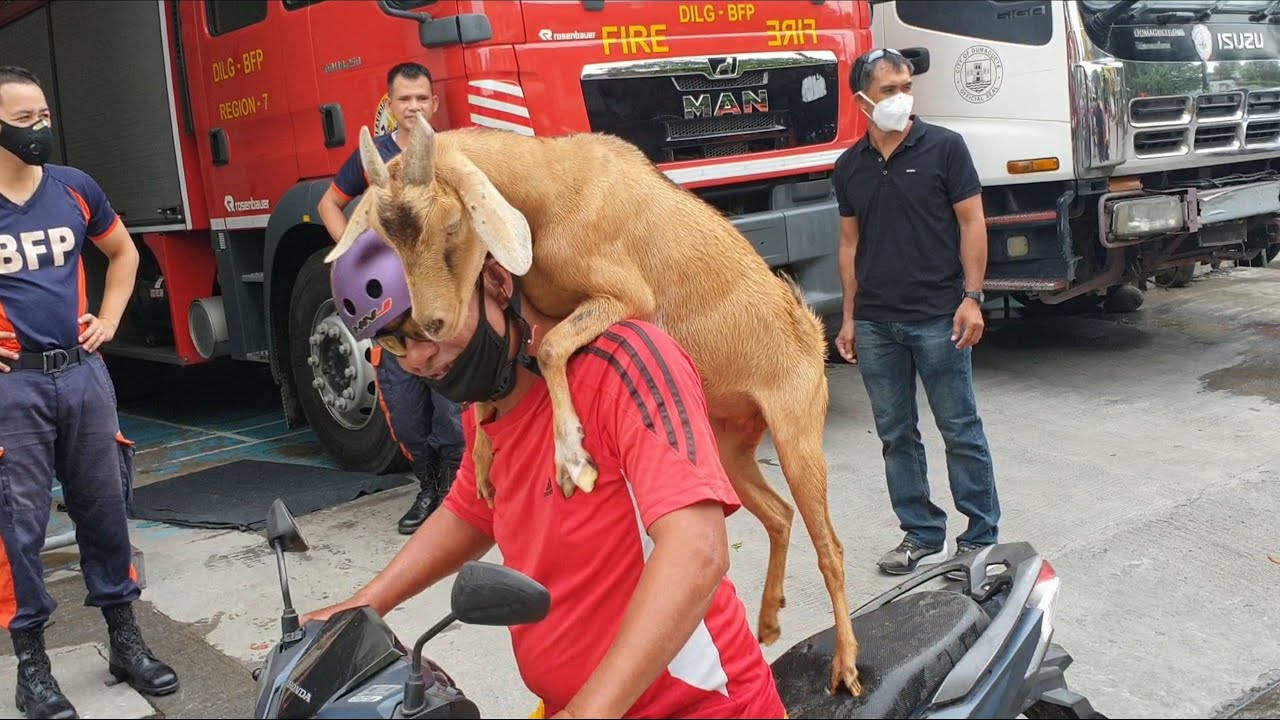 Goat rides a motorcycle