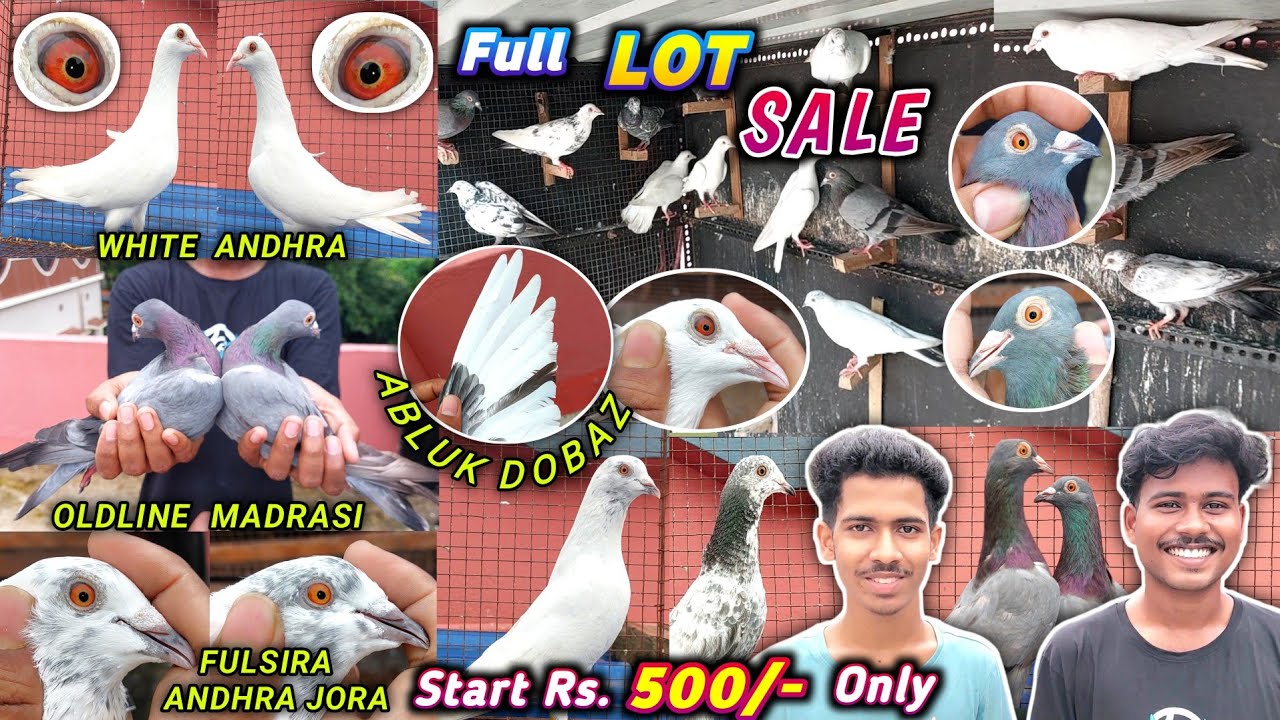 Andhra & Madrasi Pigeons Full Lot Sale of Sourav Das at Kamalgachi Kolkata 