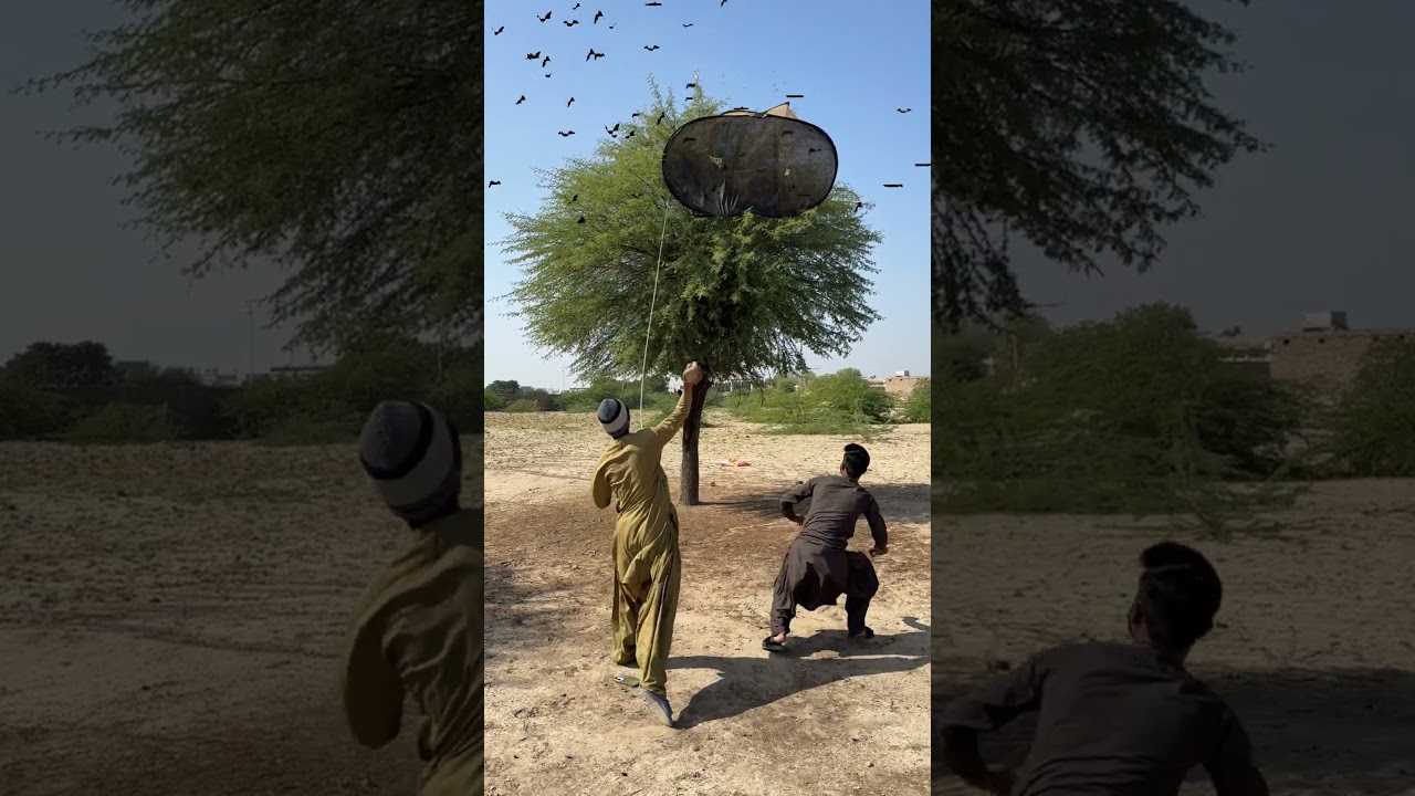 Egg eagle hunting 