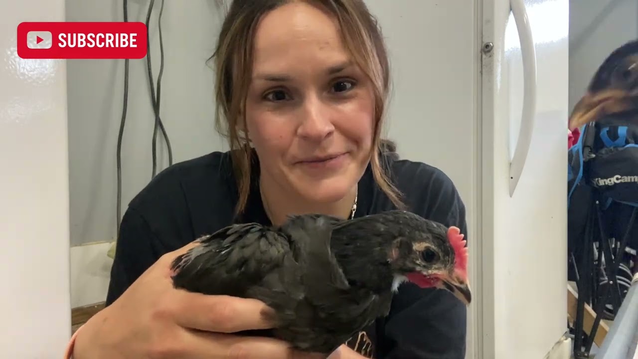 Week 7 Chick Update | They’ve Gotten HUGE!