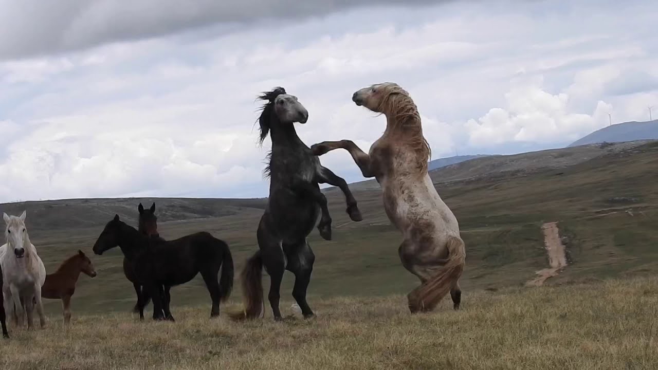 IMA JEDAN PRLJAVO-BIJELI KOJI PRAVI NERED CIJELI *Wildpark Livno*