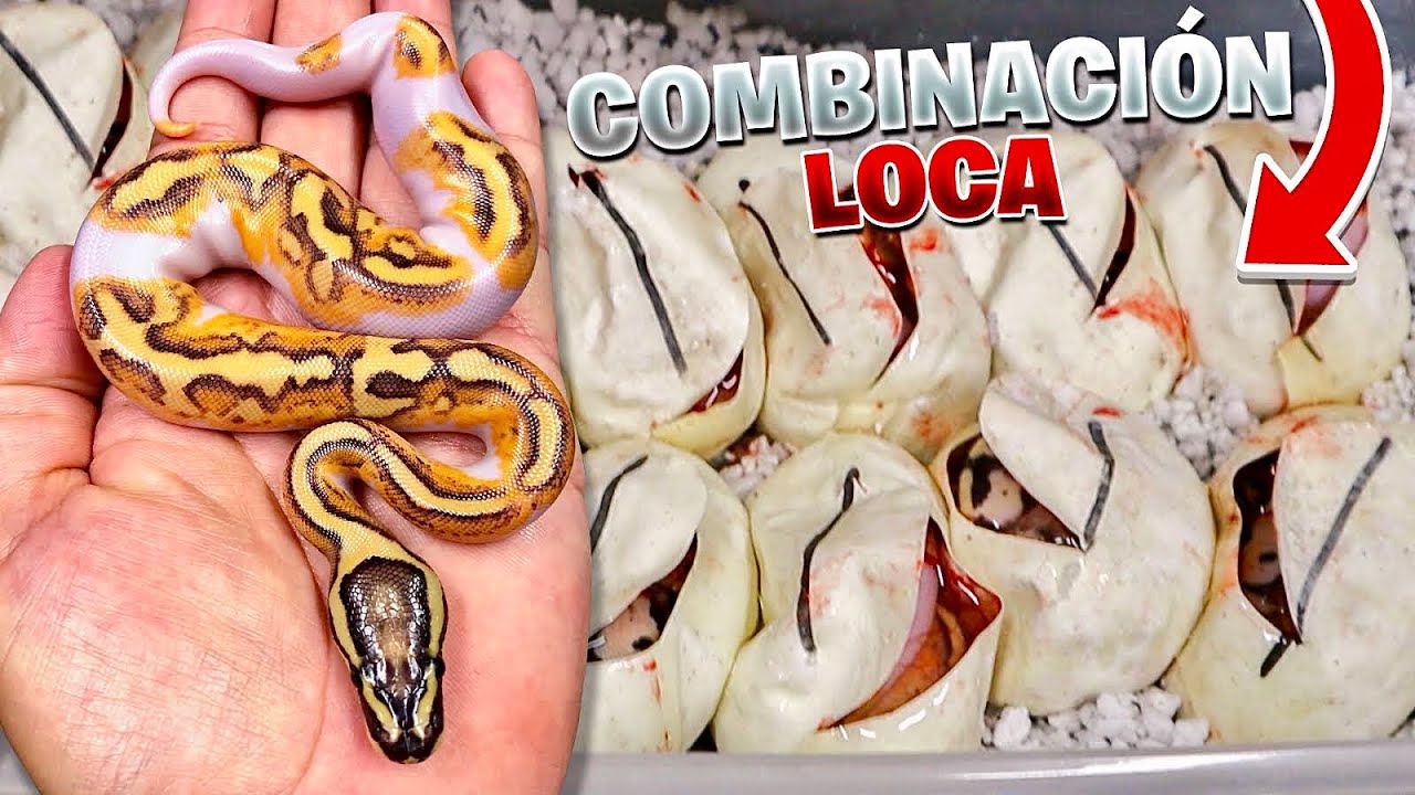 Cortando 13 Huevos Muy Poderosos!!!