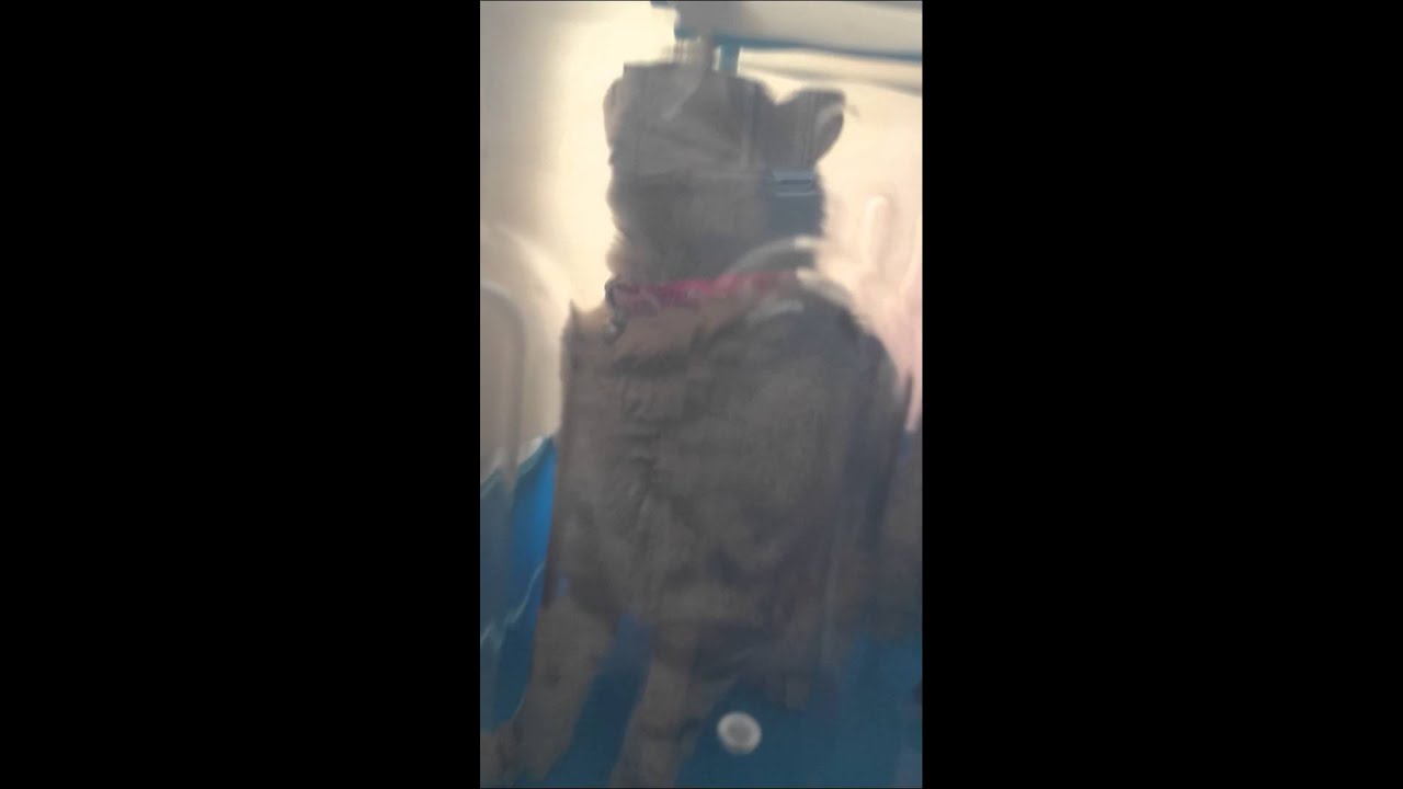 Lavande qui ne sais pas pousser une porte