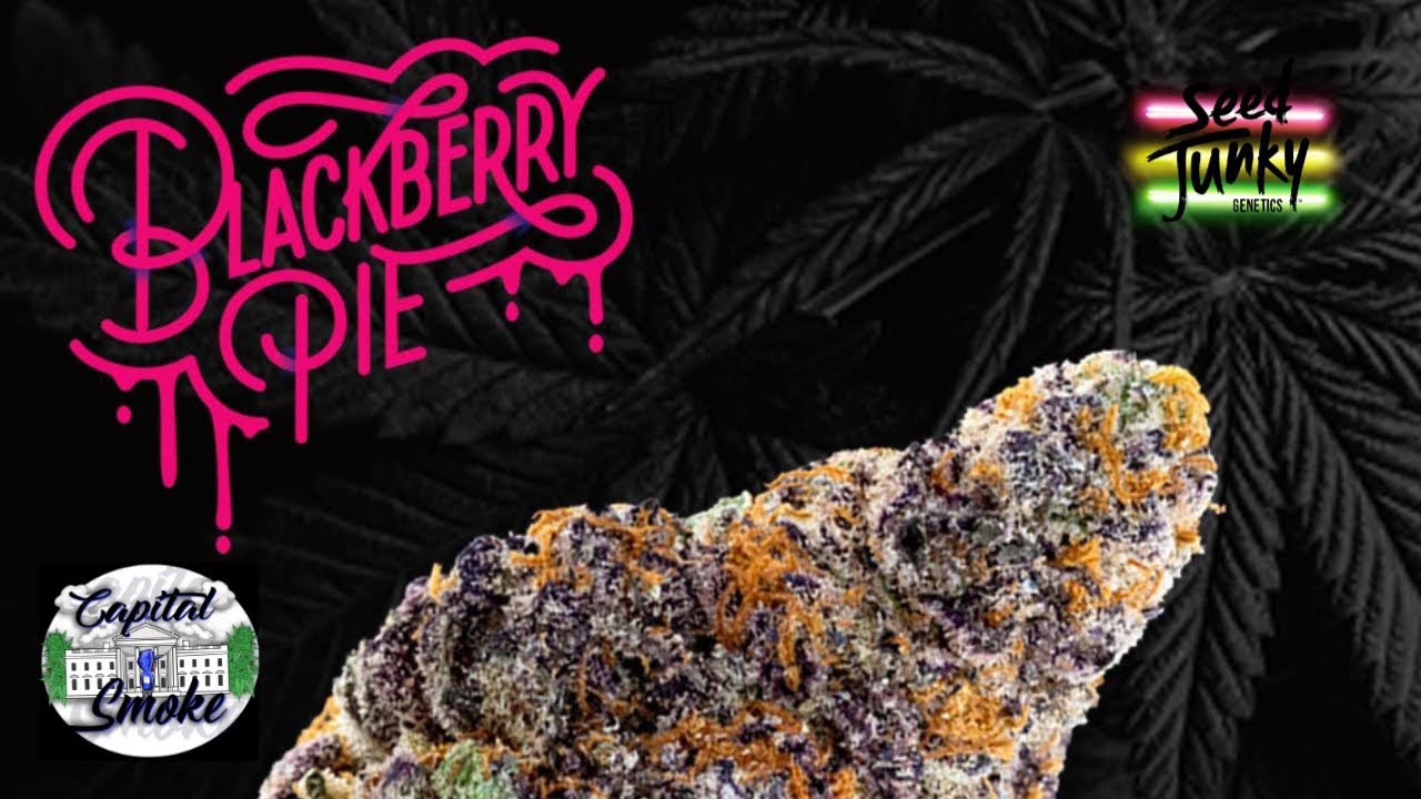 A sweet treat from seed junky genetics this one is so fire from @Trulieve #cannabisreviews #weed