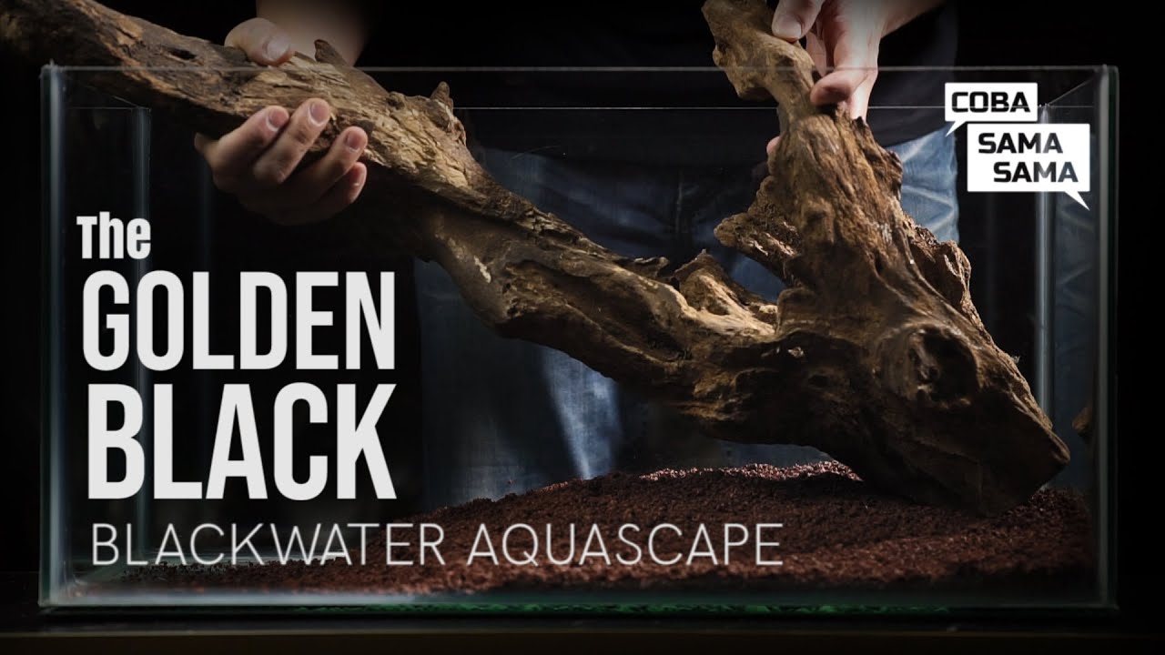 Golden Black Blackwater Aquascape | Cara Membuat Aquascape Blackwater Mudah