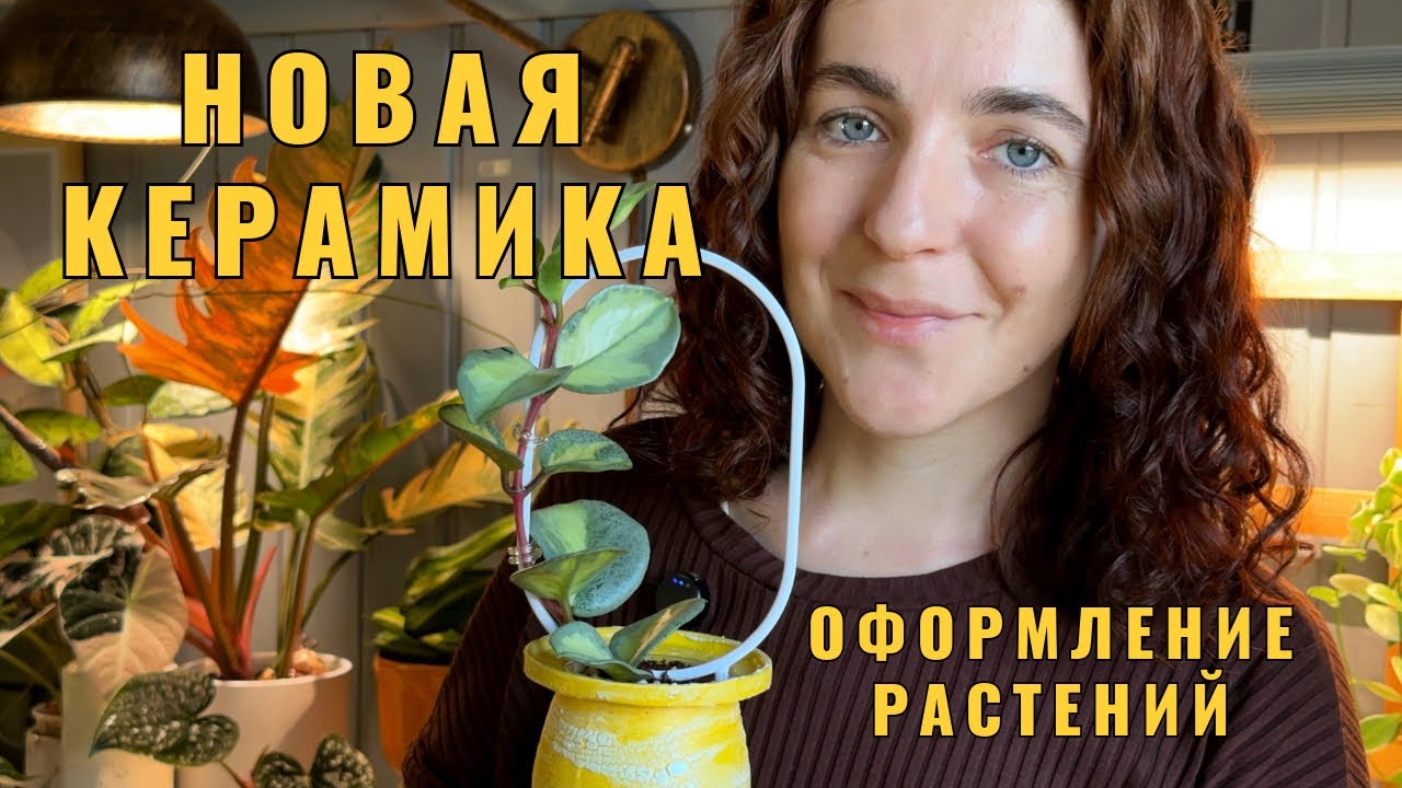 Посылка с керамикой, много новых кашпо,пересадка и оформление растений. Хойи,дисхидии,филантус и др.