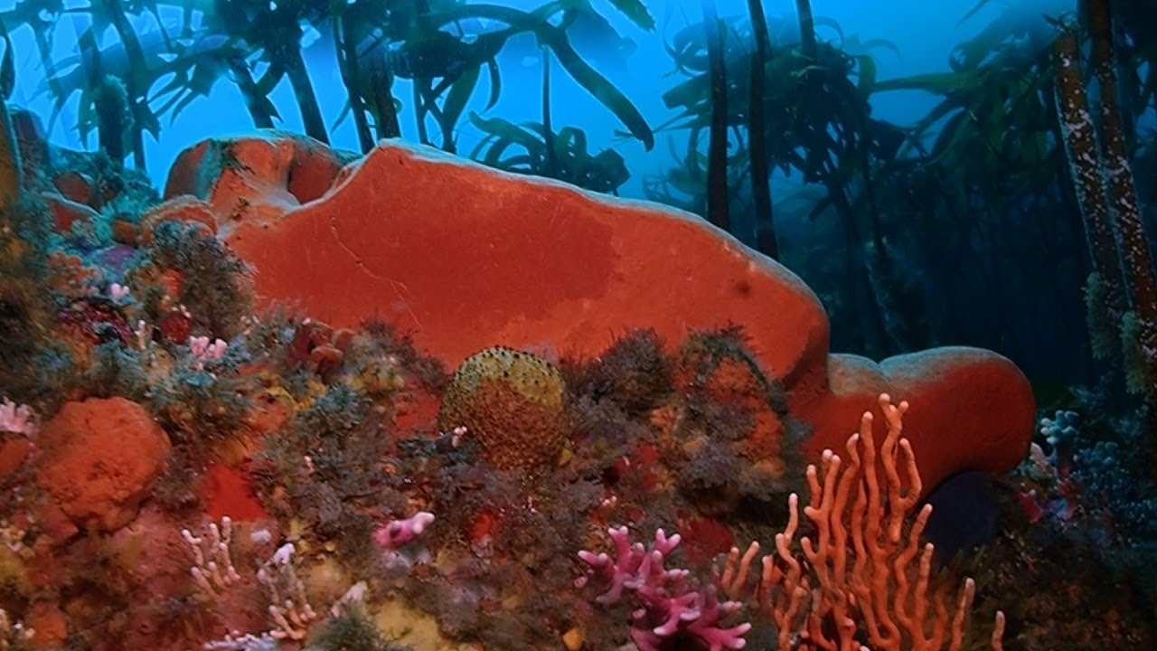 Rocky Banks Deep Dive Cape Point