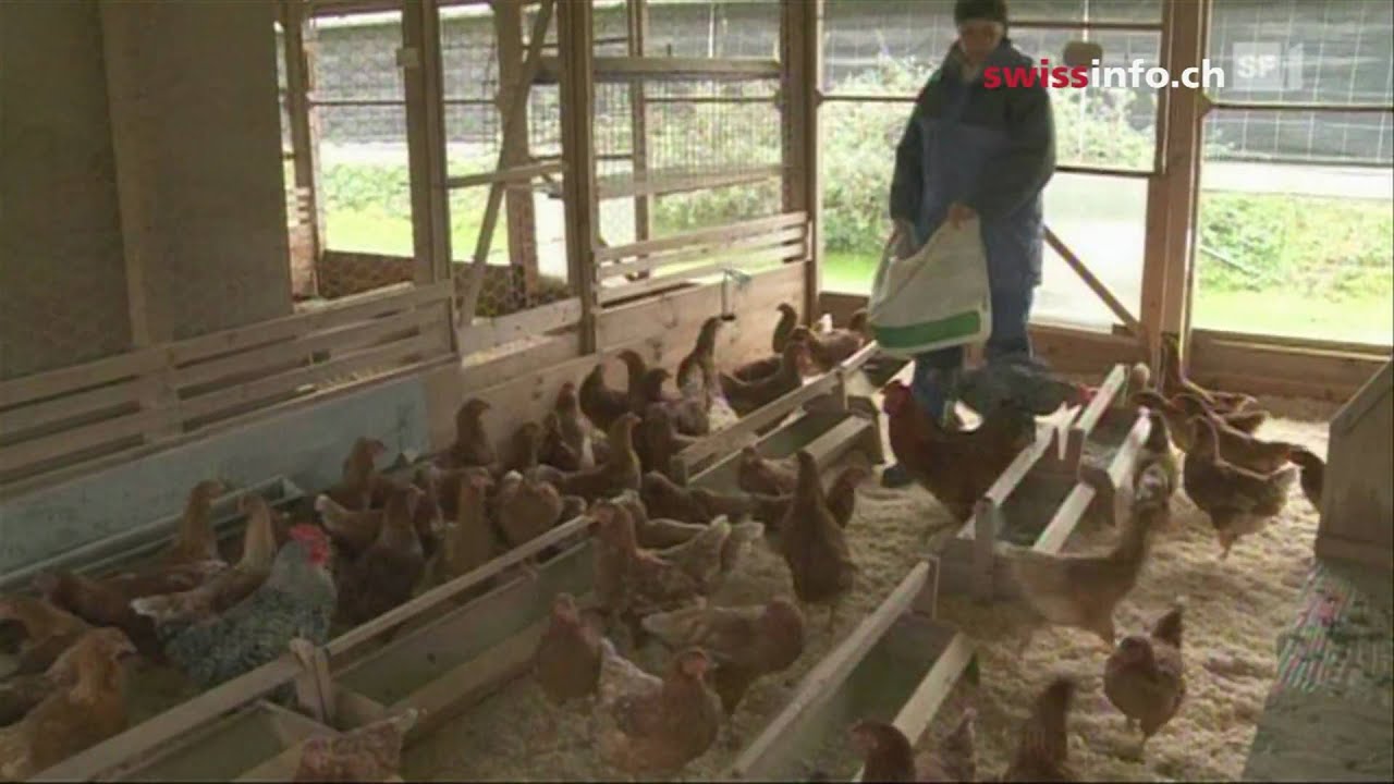 How to live without money? Life inside a idealists Swiss Yamagishi collective farming community