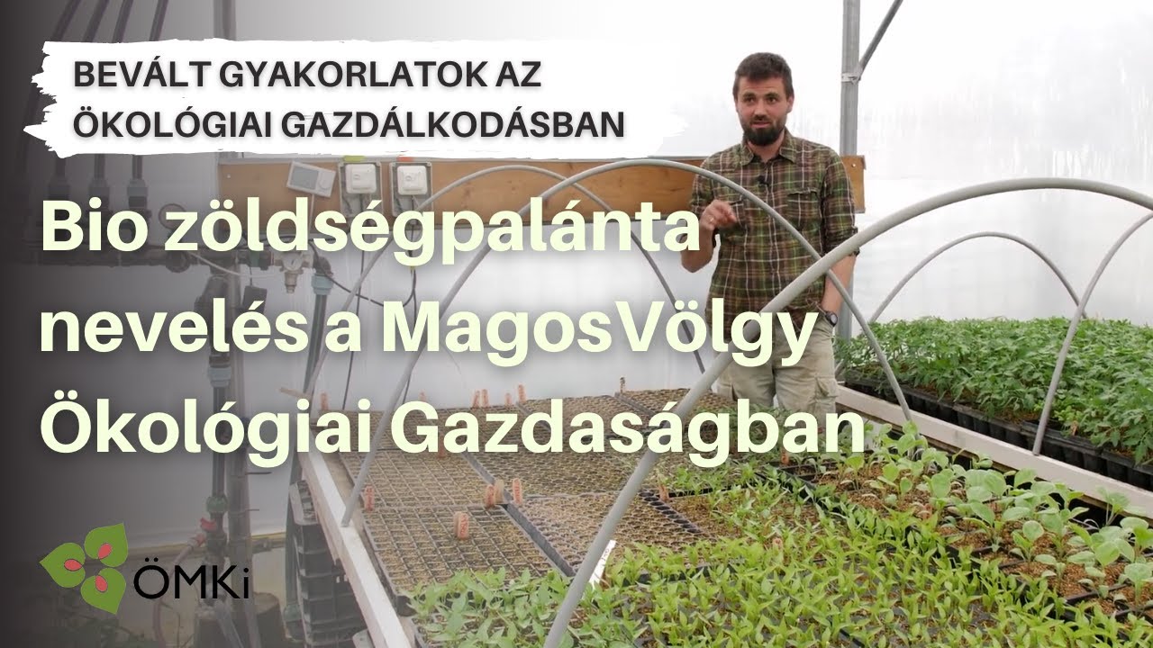Bio zöldségpalánta nevelés a MagosVölgy Ökológiai Gazdaságban