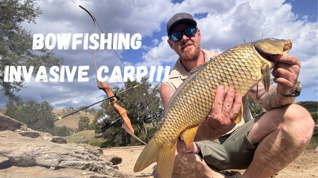BOW FISHING AUSTRALIA!!! BOW FISHING for INVASIVE river CARP!!!