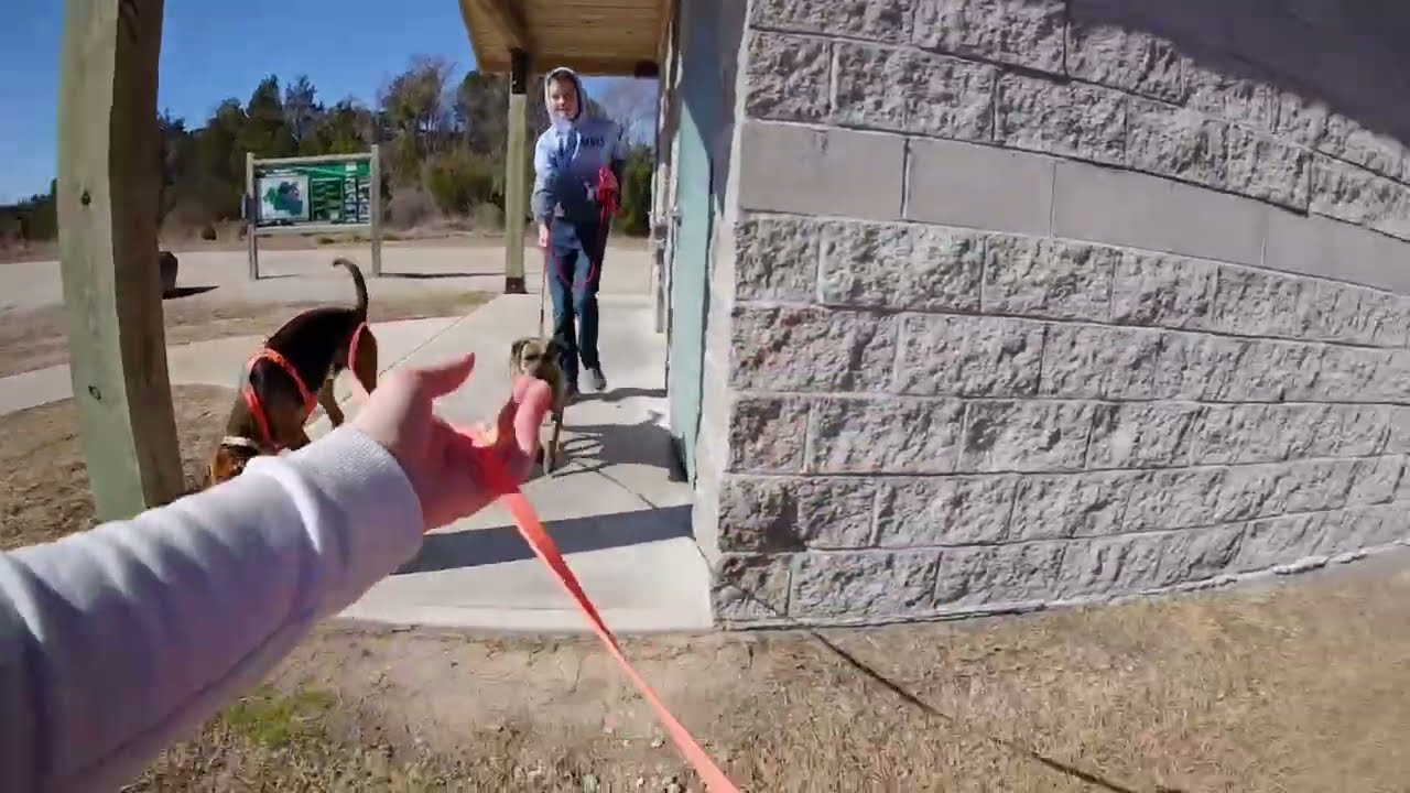 #145 MAR K9 John Henry Drop Trail TD: Mouse TDH: Shepherd