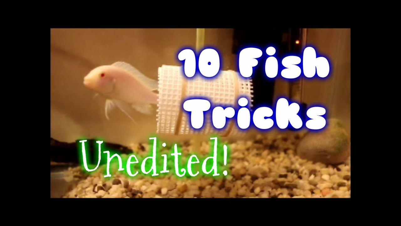 10 Fish Tricks All At Once (No Editing!)