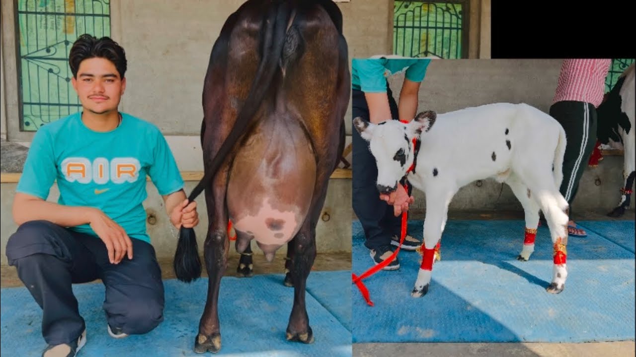 ਪਿੰਡ ਛੰਨਾ ਗੁਲਾਬ ਸਿੰਘ ਵਾਲਾ। ਗੱਬਣ ਵੱਛੀਆਂ 💎🔥ਤਾਜ਼ੀ ਸੂਈ ਗਾਂ 👌🏻ਮਗਰ ਵੱਛੀ 💎🔥ਤੇ ਗੱਬਣ ਗਾਂ ਵਿਕਾਉ 👌🏻🔥ਘੱਟ ਰੇਟ 😱🔥