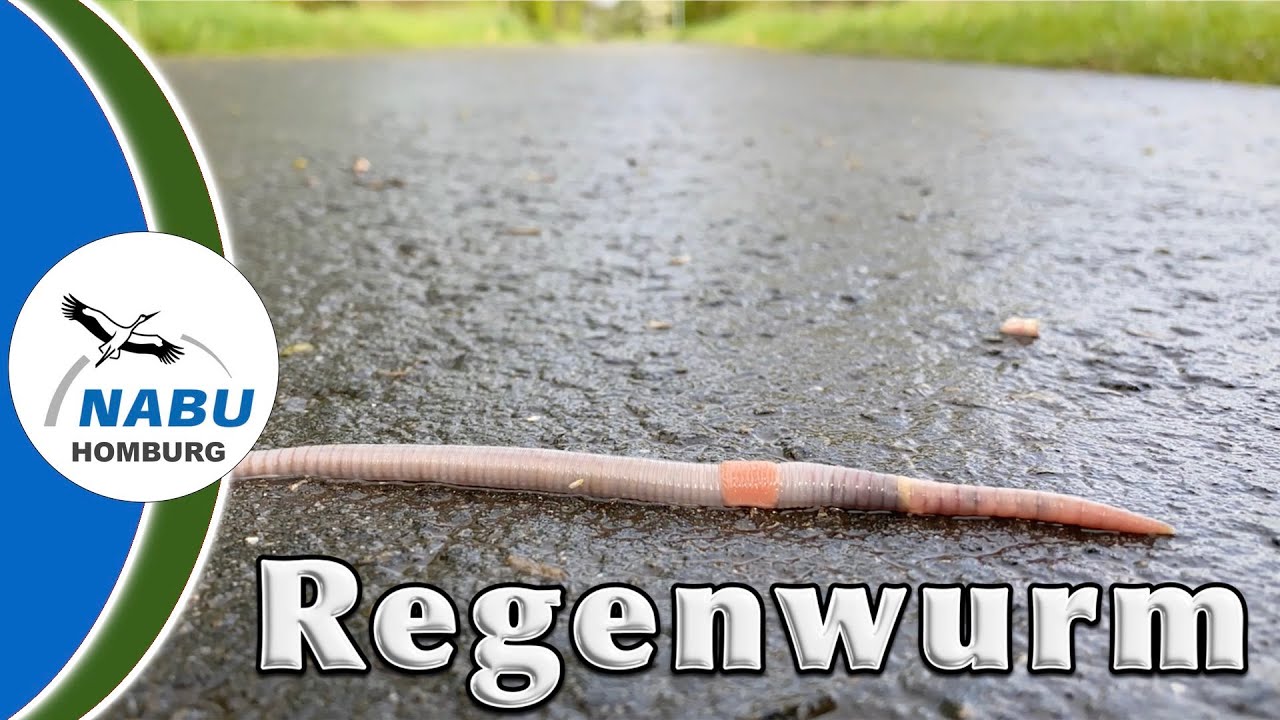 Unn&uuml;tzes Wissen &uuml;ber den Regenwurm