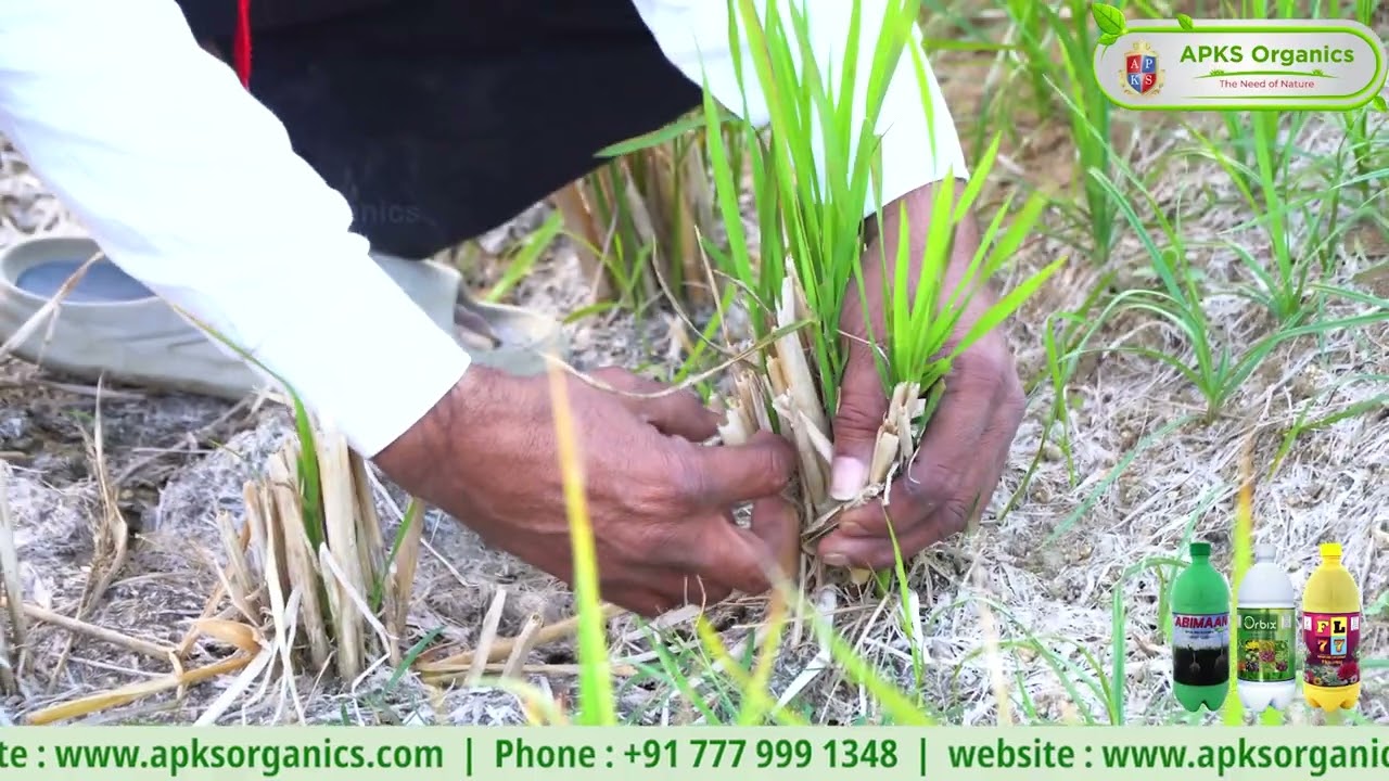 Our Online Paddy  Farmer Mr.Rajkumar giving feedback about our Products!
