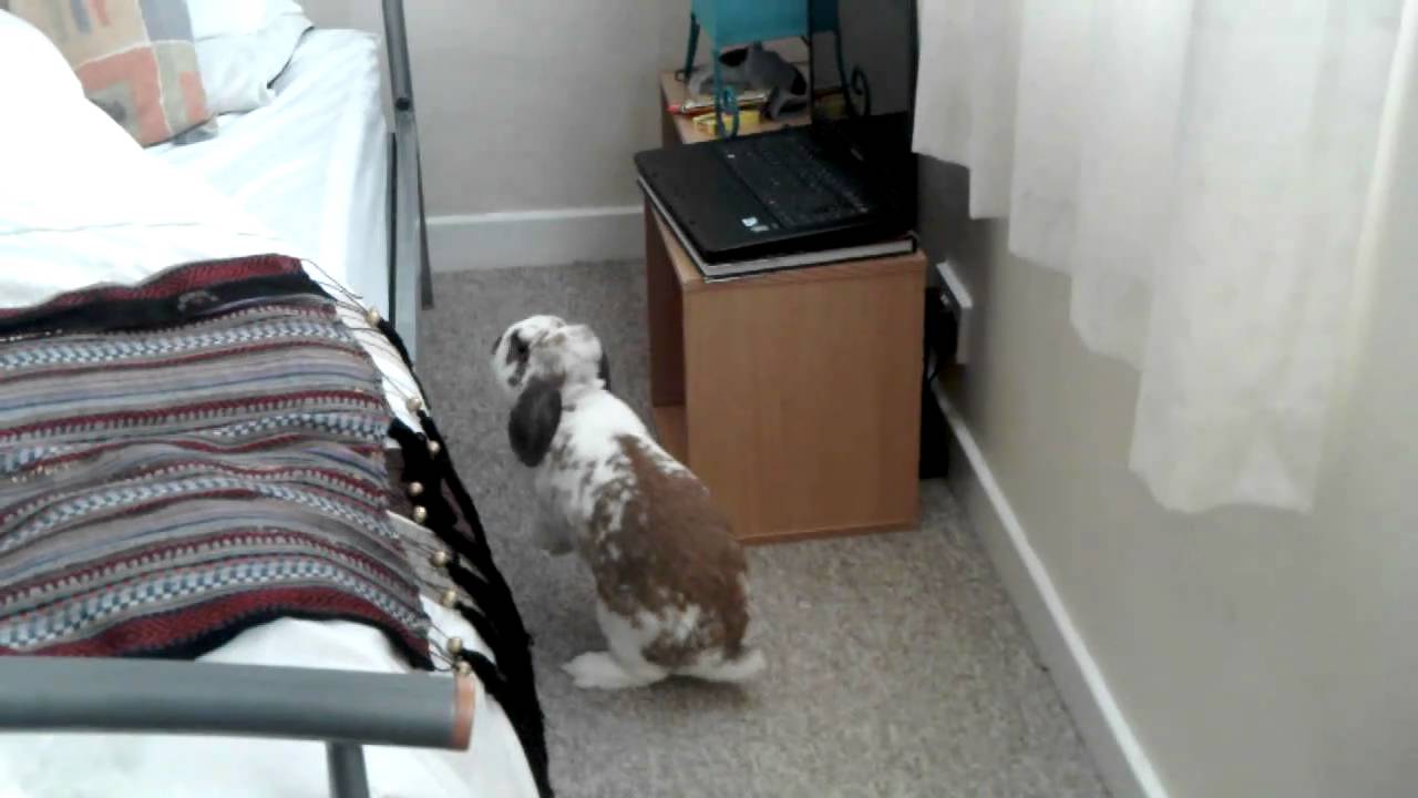 Binx the mini lop bunny wakes my hubby