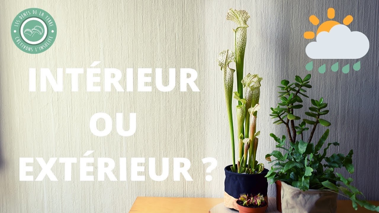 Le meilleur endroit pour cultiver sa Plante Carnivore 🌦