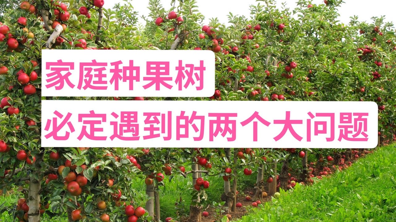 老何为什么很少种果树？有我不能承受之痛！家庭种果树必定遇到的两大问题！(园艺篇253)