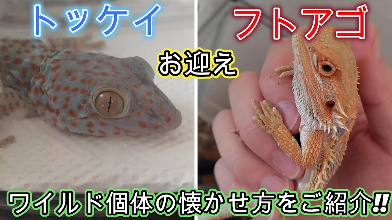 トッケイヤモリとフトアゴをお迎え ワイルド個体の懐かせ方をご紹介！