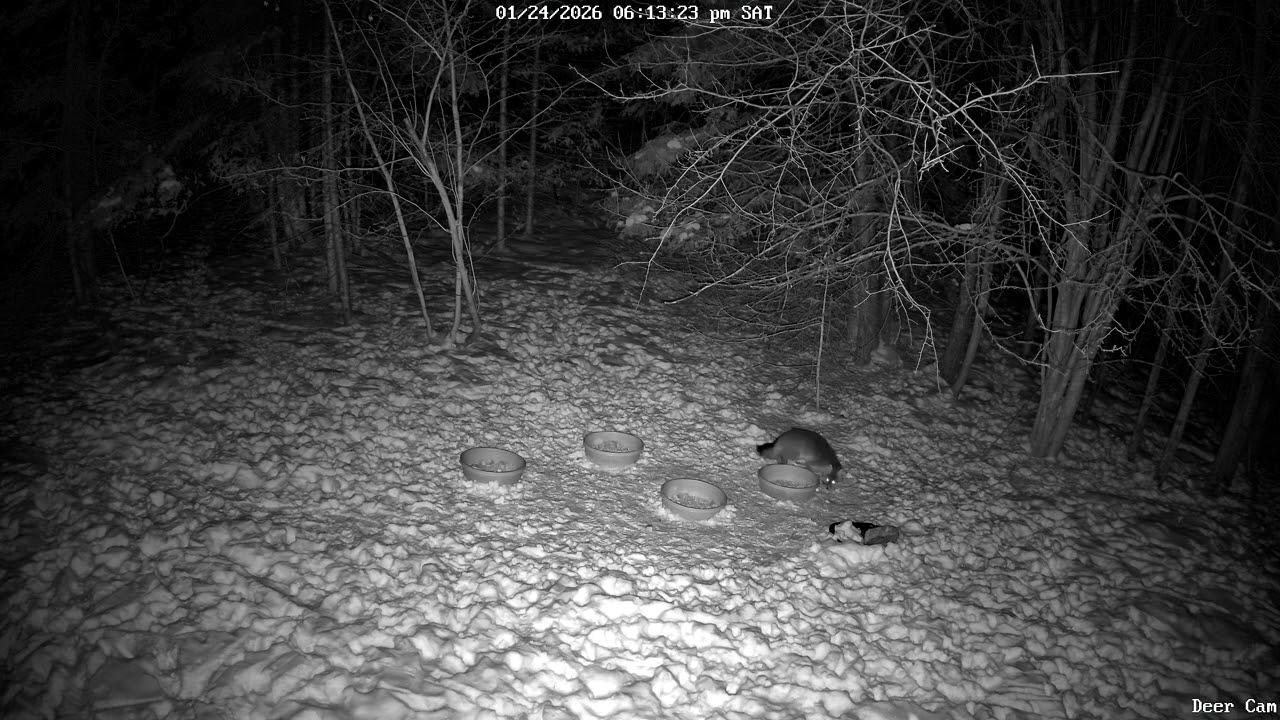 Red Foxes 1-24-2026 6 PM