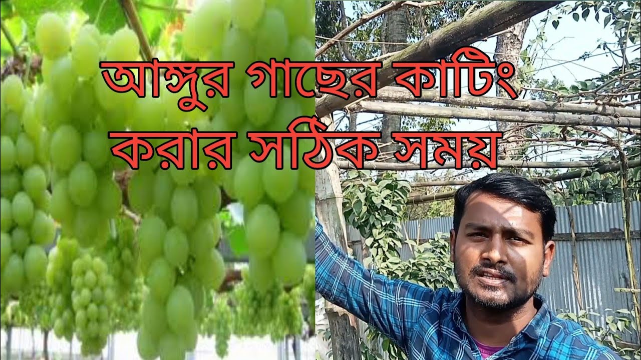 আঙ্গুর গাছের কাটিং পদ্ধতি ও আঙ্গুর চাষ পদ্ধতি। নাটোরের কৃষি,উপস্থাঃআমজাদ হোসেন।পরিঃ মোঃআলিফ ইসলাম।