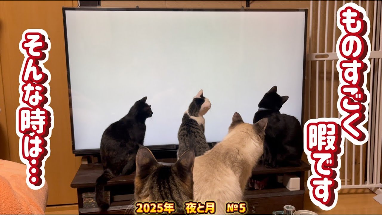 【保護猫】猫たちが、ただ動画を見る動画　　夜と月2025年　№5