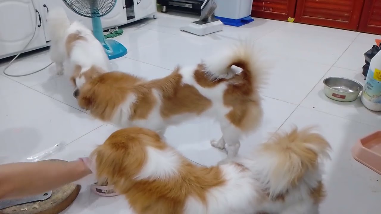 Puppies lunchtime 😋